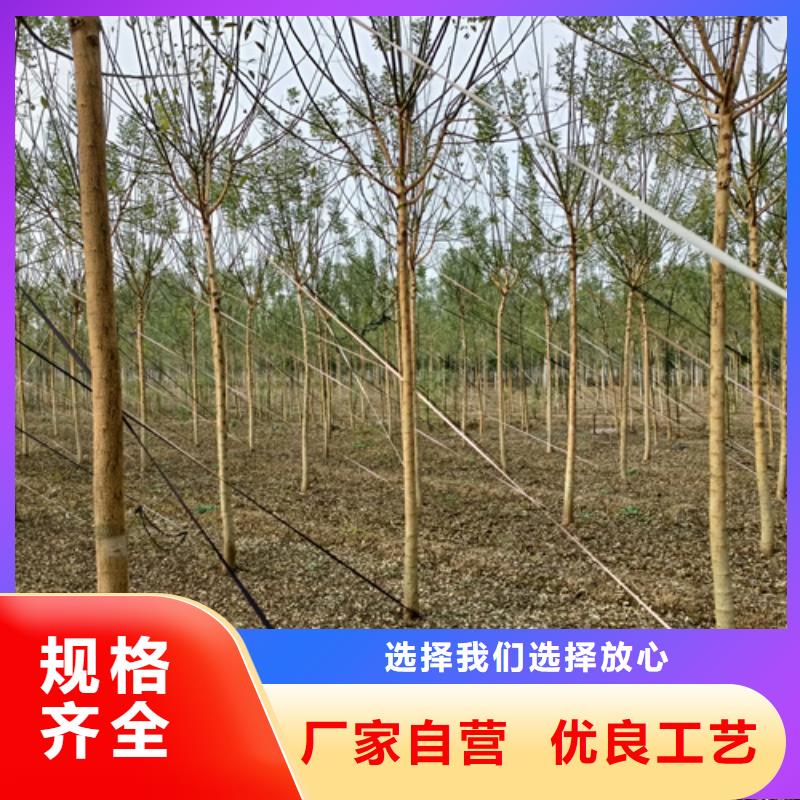 法桐价格质量放心绿化乔木本地生产商