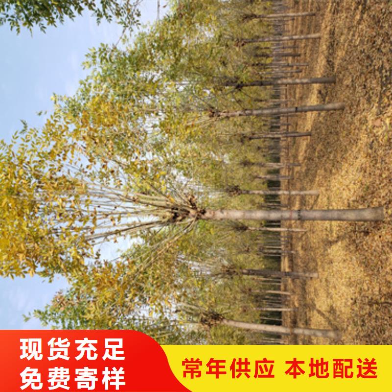 法桐小苗厂家-值得信赖同城经销商