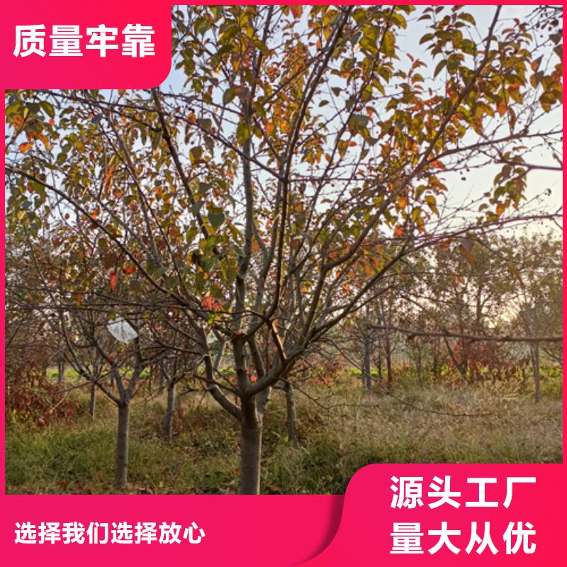 法桐小苗现货销售当地生产厂家