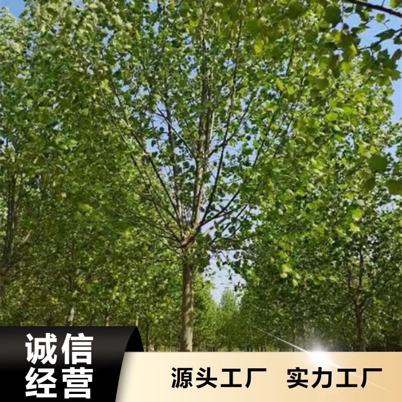 值得信赖的法桐小苗生产厂家精心打造