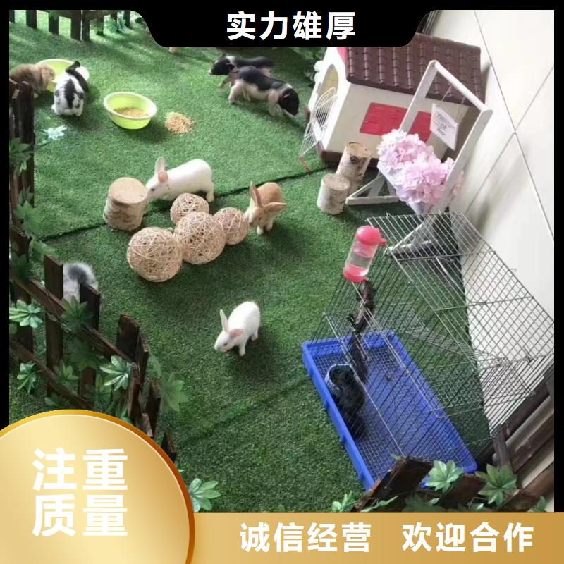 羊驼租赁价格当地经销商