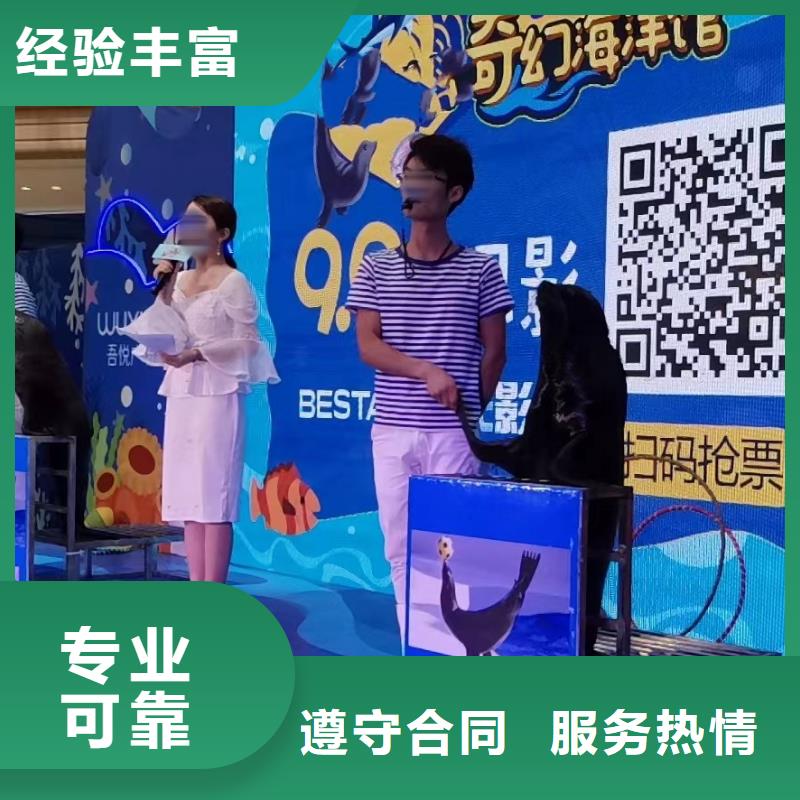 海狮表演租赁一手资源专业可靠