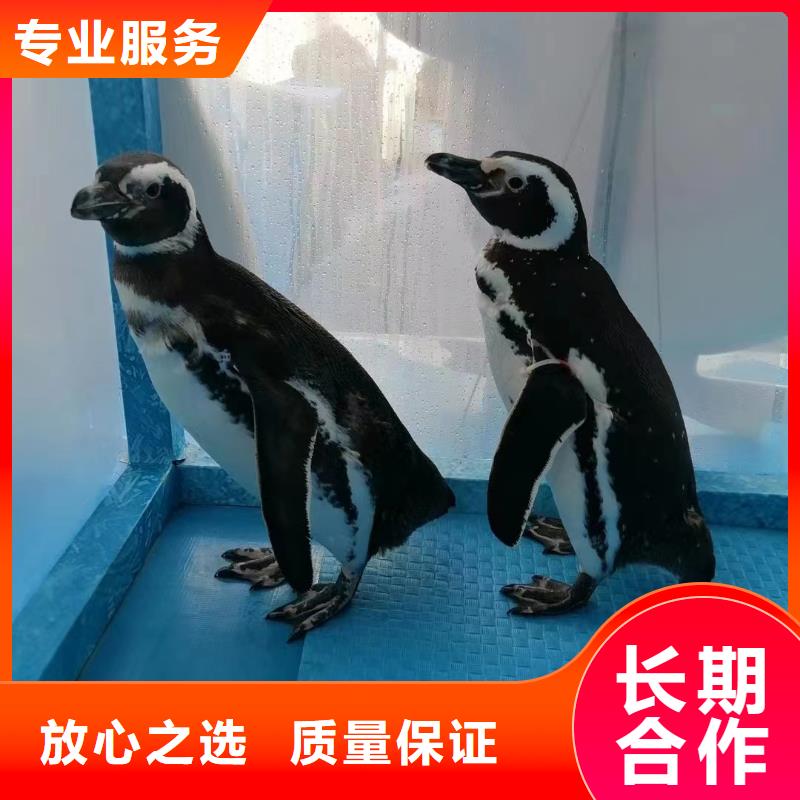 海洋生物展出租全国承接高品质