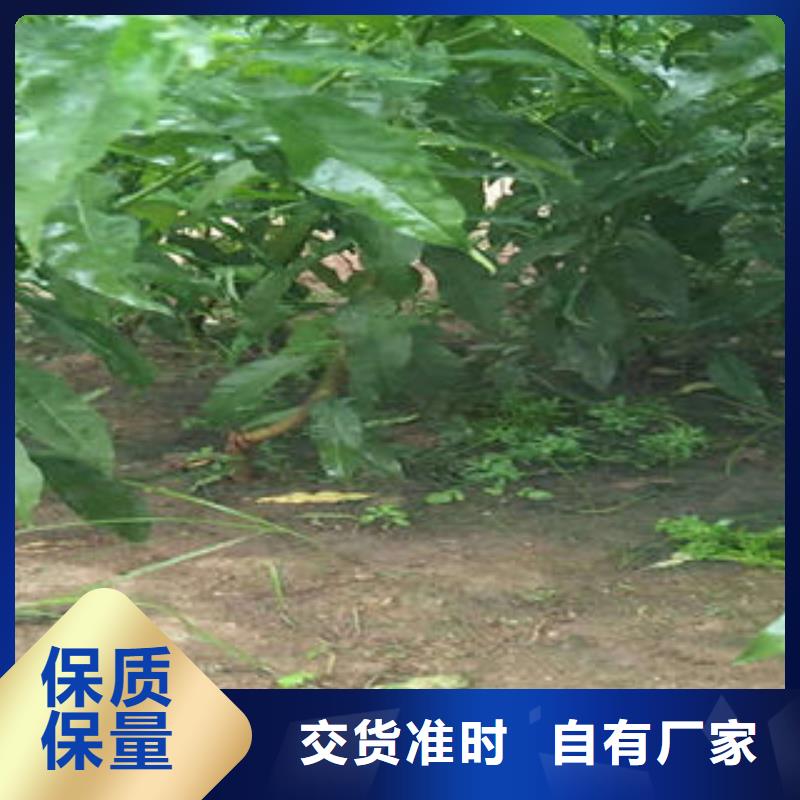 0.8公分种植时间本地配送