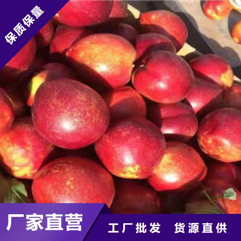 早巨蟠桃树苗0.6公分厂家新品