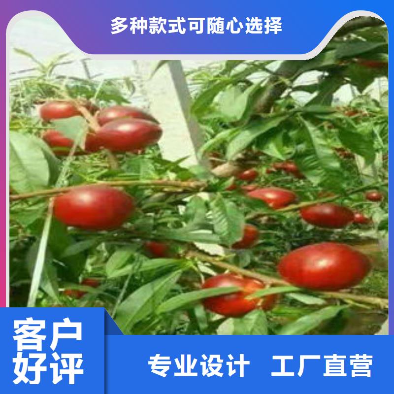 永莲蜜桃8号桃苗90公分一站式供应