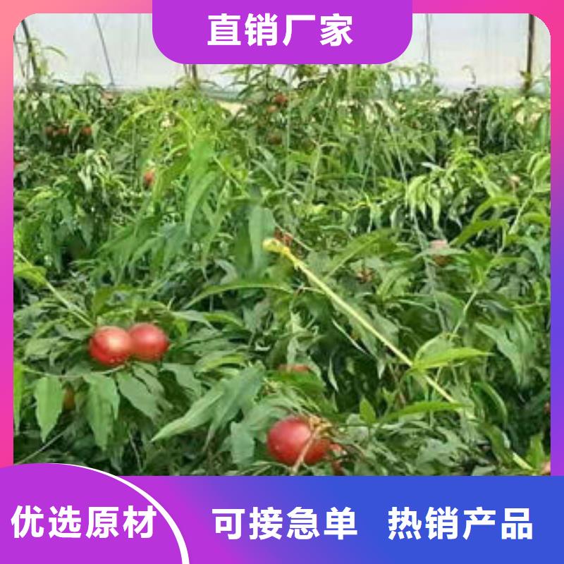 永莲蜜桃2号桃树苗1公分匠心打造