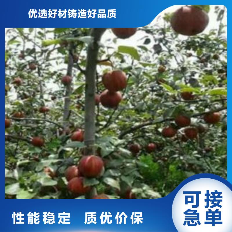 白梨树苗15公分质量无忧