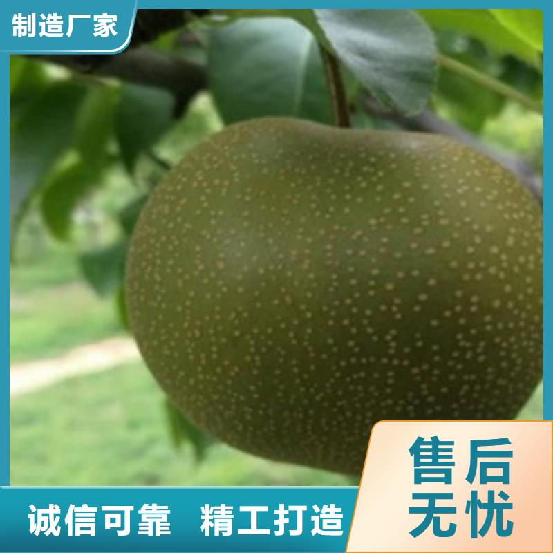 【梨树苗】-山楂苗厂家经验丰富用心做好每一件产品