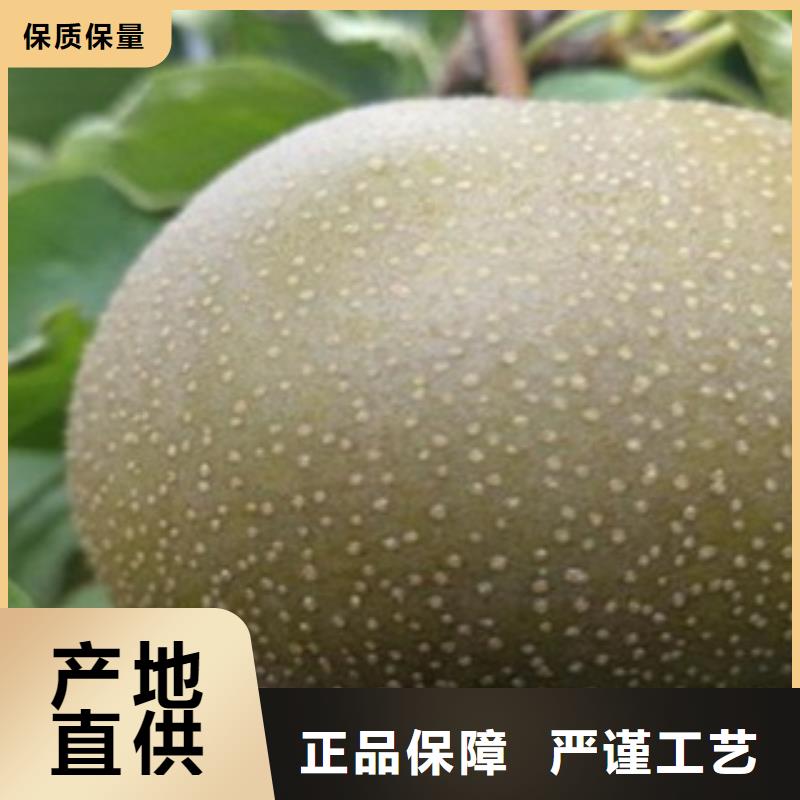 杜梨树苗种植时间批发价格