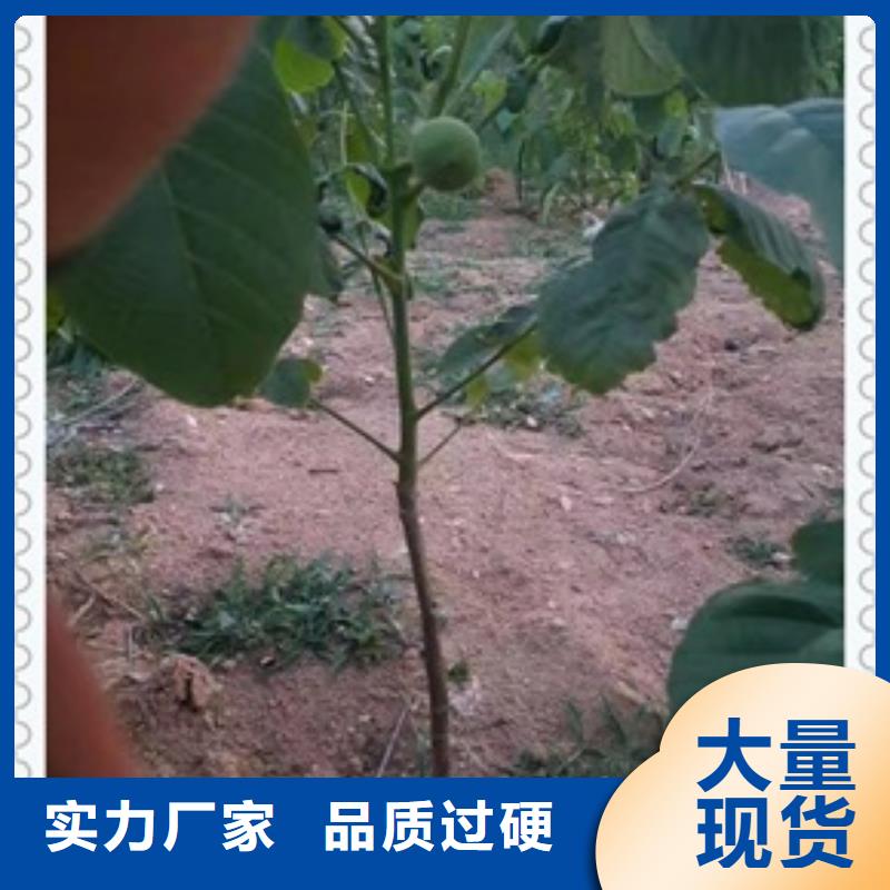 核桃苗梨树苗用心制造库存丰富