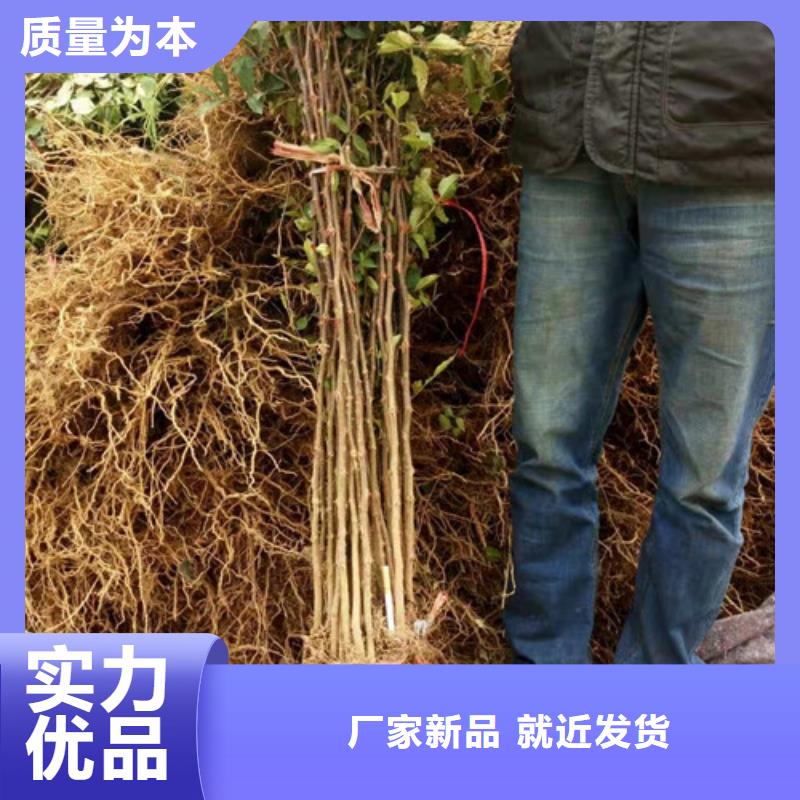 【花椒苗蓝莓苗甄选好厂家】附近生产商