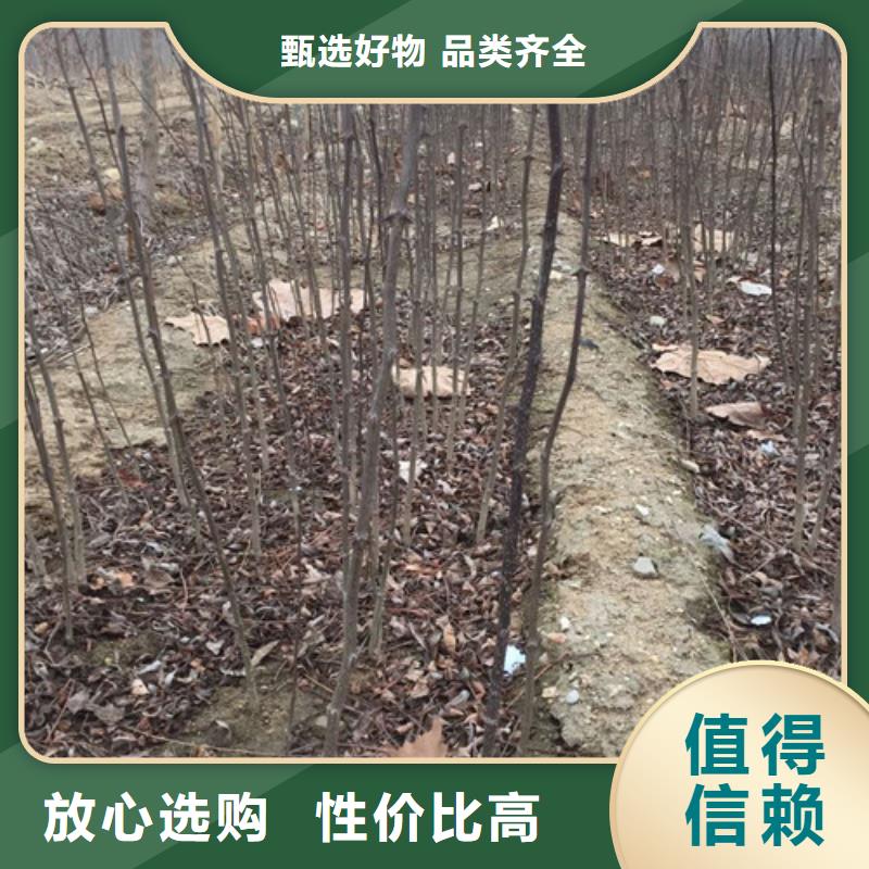 花椒苗,蓝莓苗高品质诚信厂家真实拍摄品质可靠