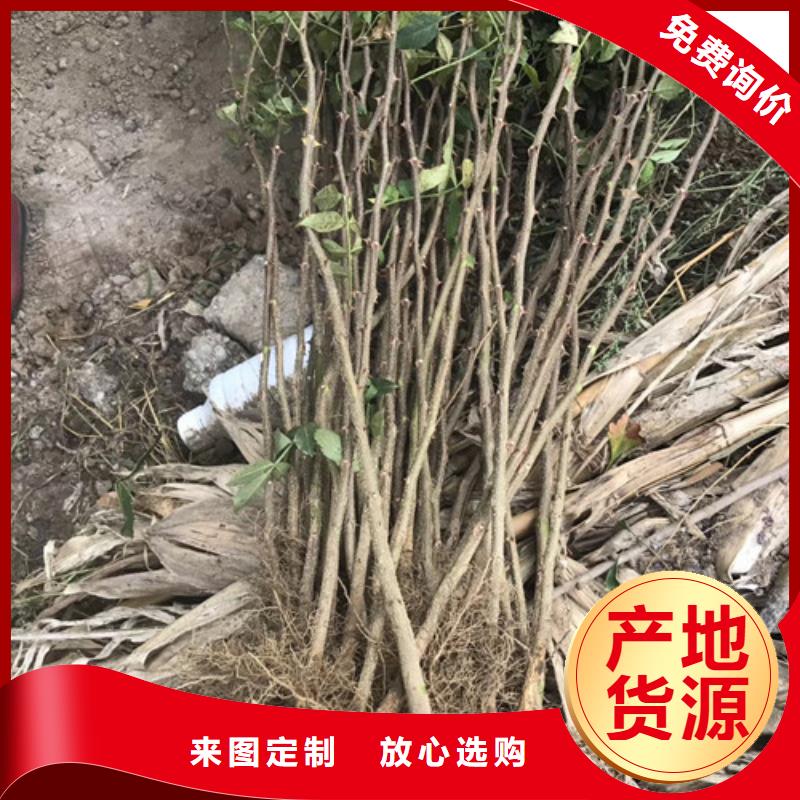 花椒苗,苹果苗就近发货当地货源