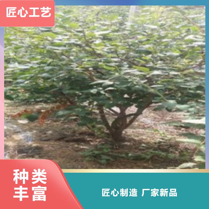 精华蓝莓树苗种植方法及时间供应商