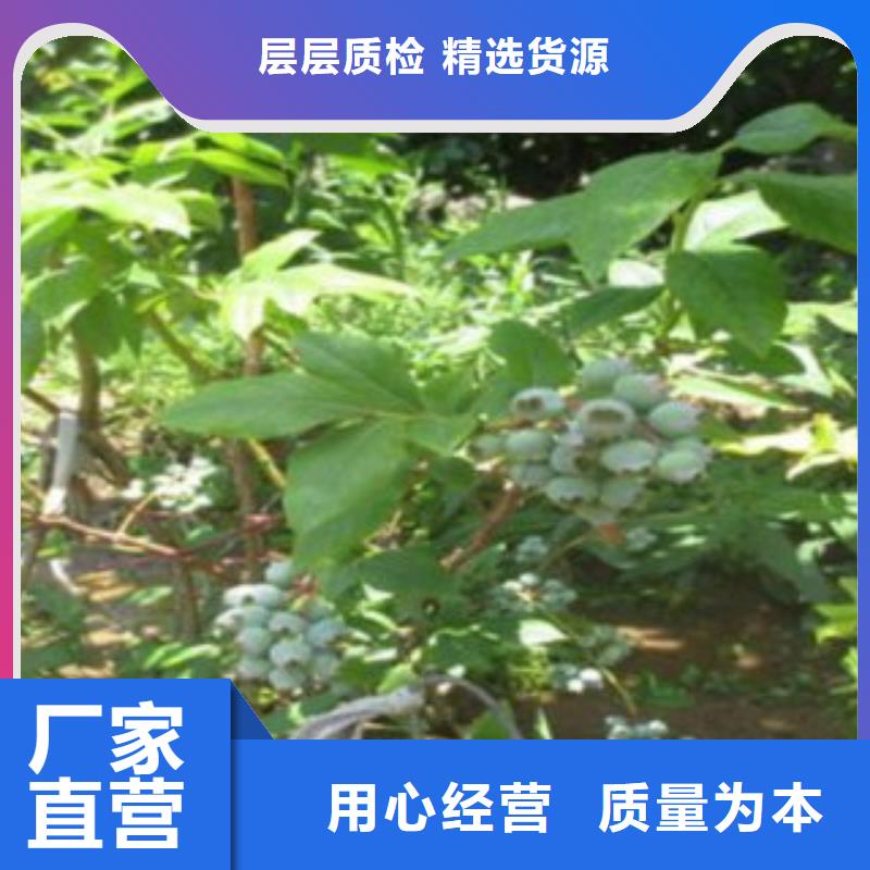 达柔蓝莓树苗种植方法及时间用心制作