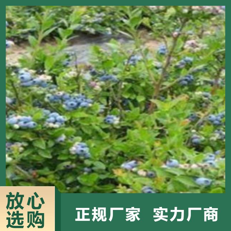 梯芙蓝蓝莓树苗哪里的品种纯拥有核心技术优势