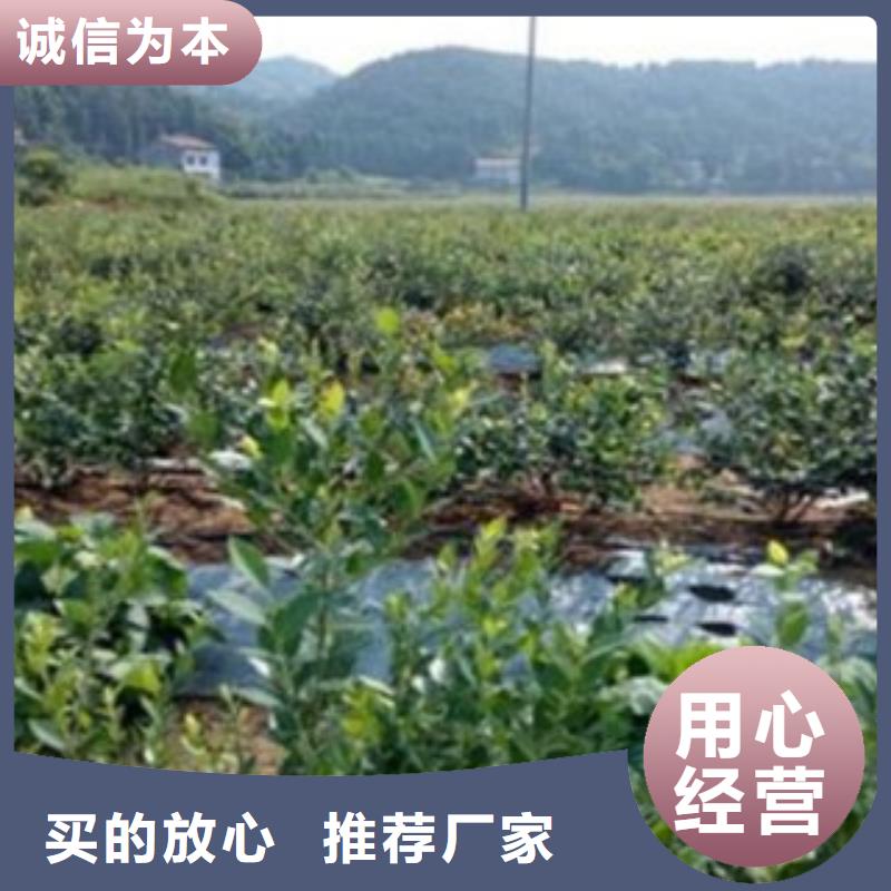 蓝莓苗苹果苗使用寿命长久超产品在细节