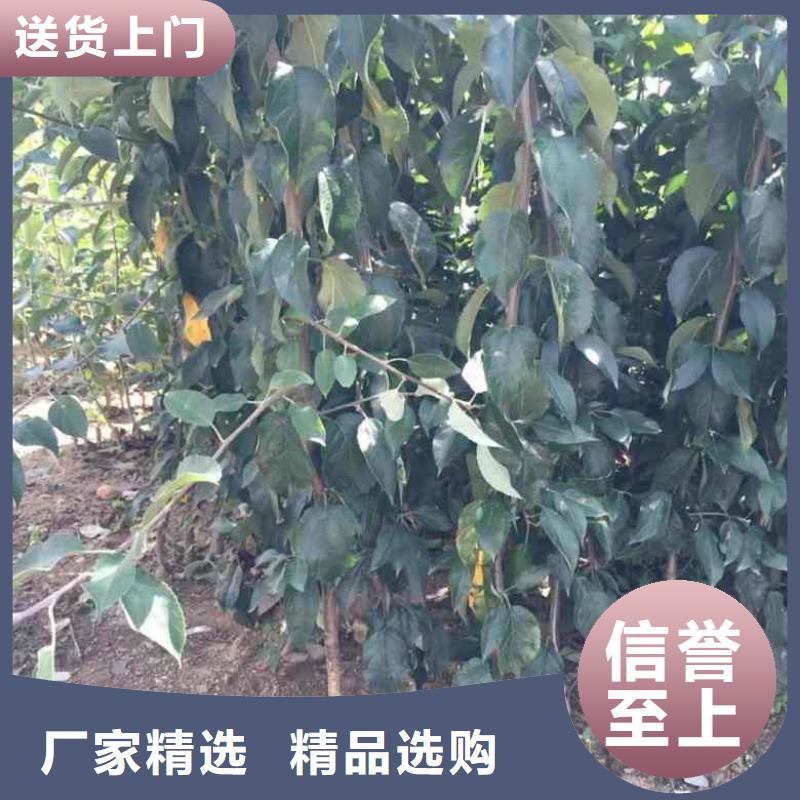 【苹果苗花椒苗量大从优】真材实料诚信经营