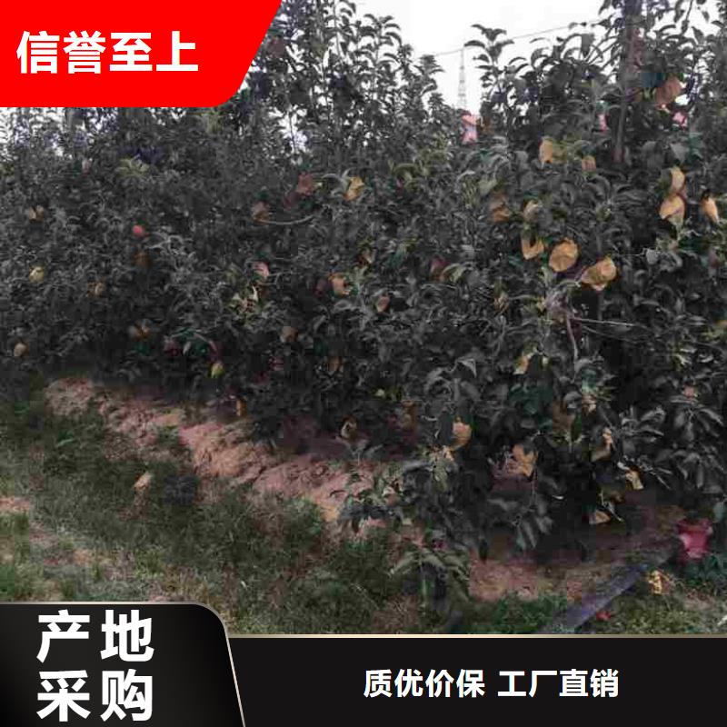 【苹果苗】,梨树苗品质不将就当地制造商