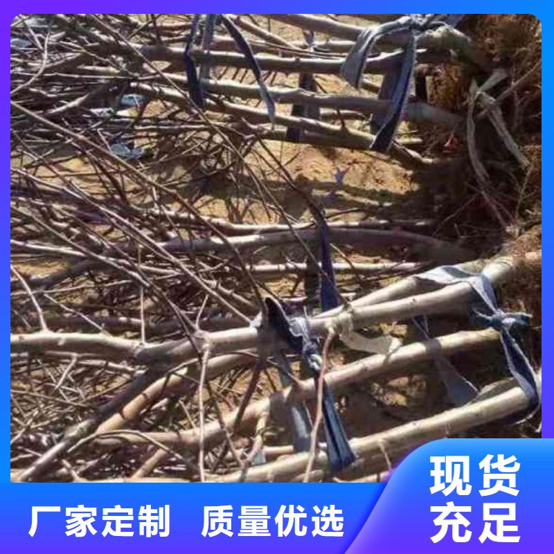 【苹果苗蓝莓苗质量牢靠】同城制造商