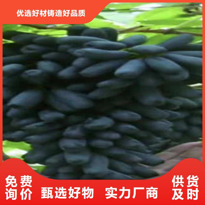 葡萄苗,板栗苗质检合格出厂放心购