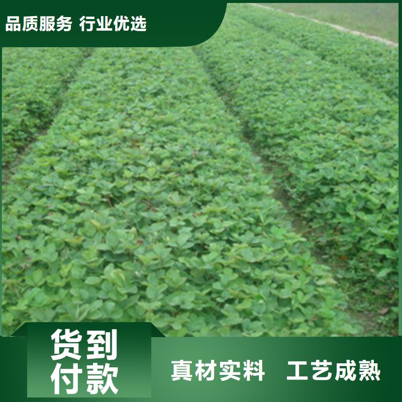 草莓苗桃树苗工艺层层把关现货实拍