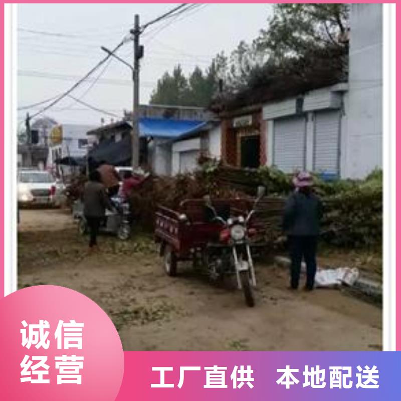 香椿苗核桃苗用心制造同城公司