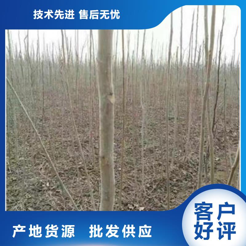 【香椿苗山楂苗用品质说话】快捷物流