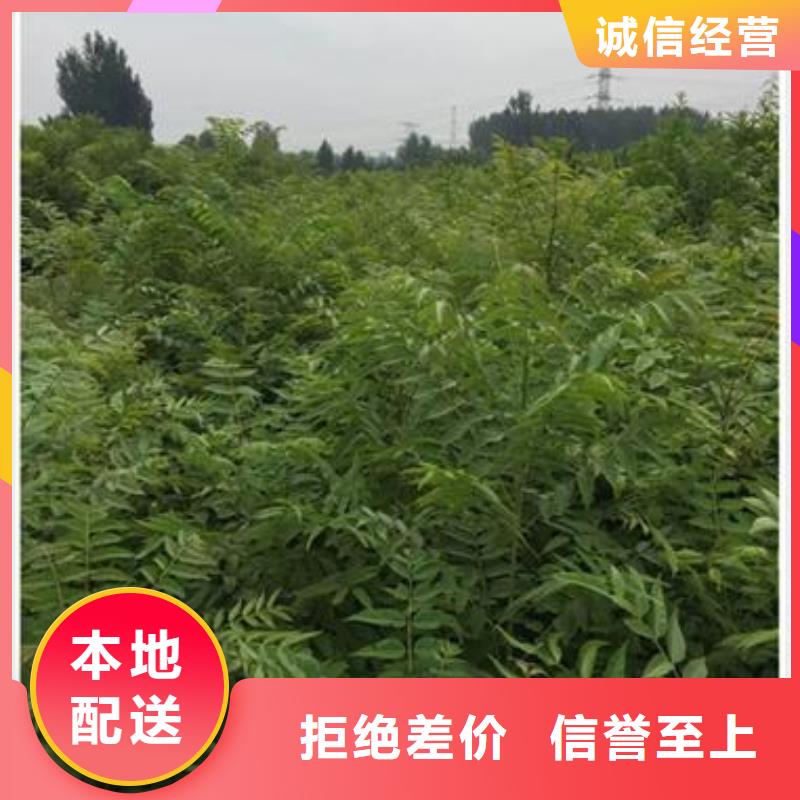 【香椿苗板栗苗厂家品控严格】同城货源