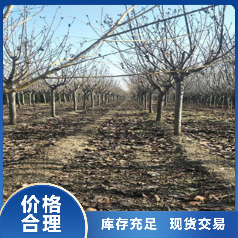 樱花【泰山景松造型景松】N年大品牌同城服务商