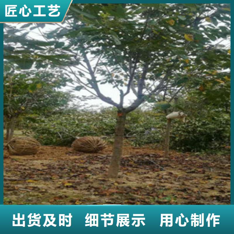 【樱花占地果树厂家直销】产品优势特点