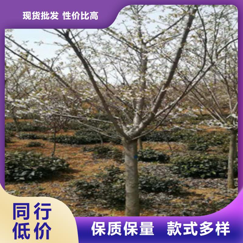 樱花-泰山景松造型景松产品细节支持定制贴心售后