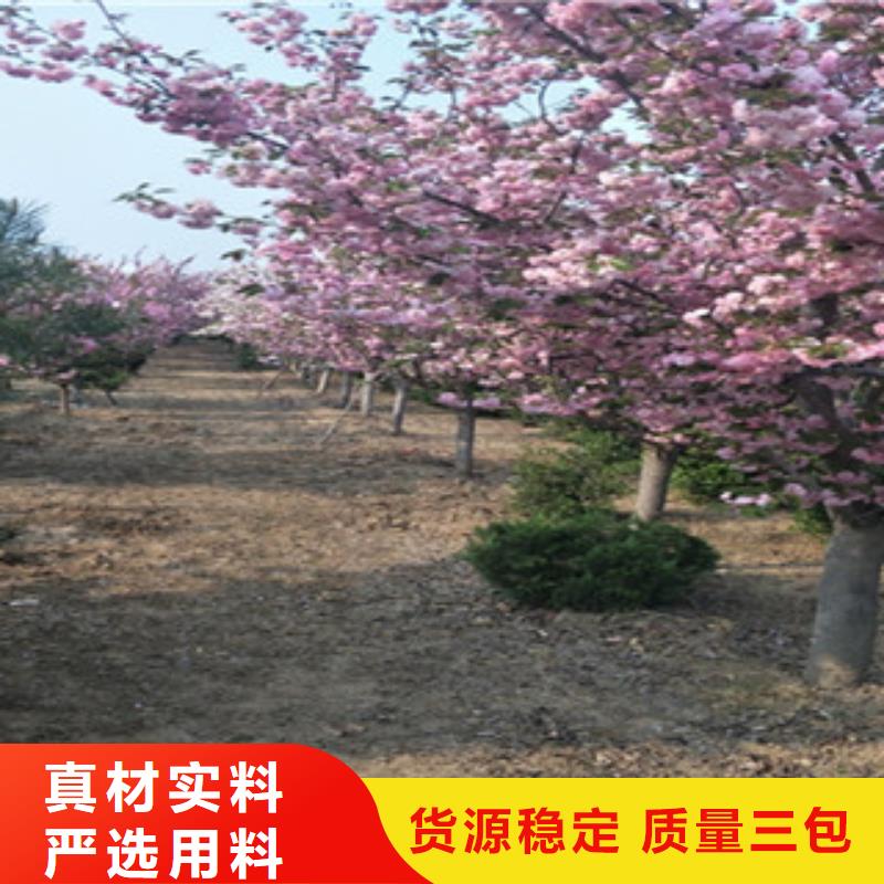 樱花-泰山景松造型景松设计合理品质有保障