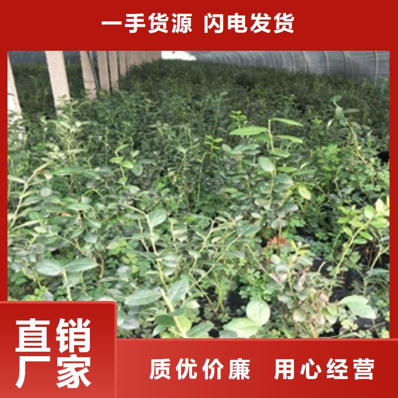 蓝莓苗碧桃产地厂家直销附近公司