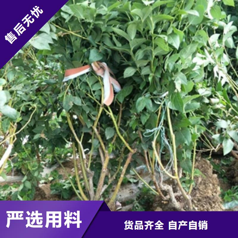 ​【蓝莓苗】钙果苗款式新颖同城经销商