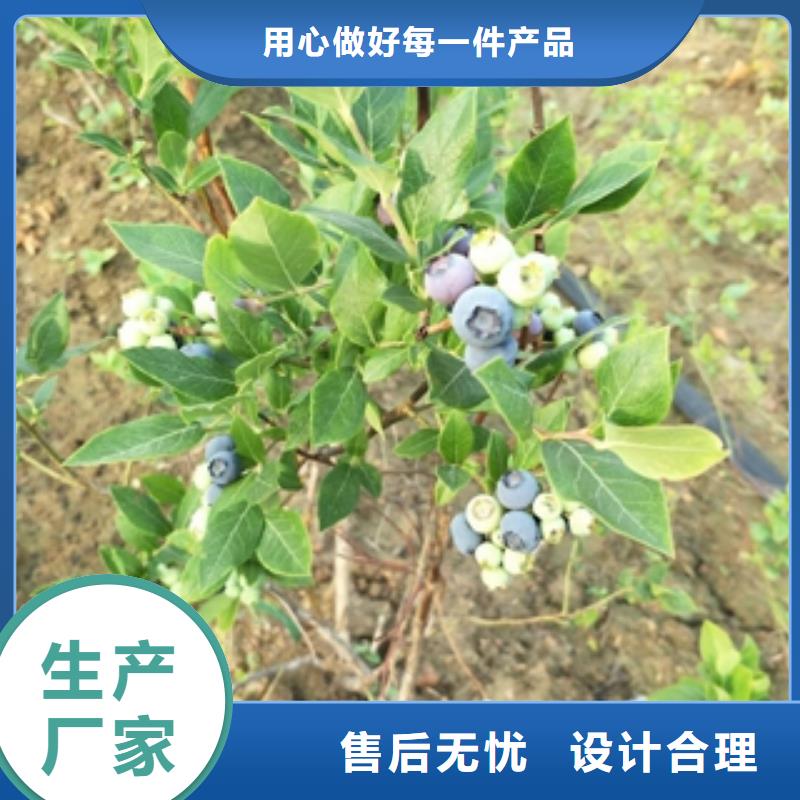 蓝莓苗【占地果树】优选厂家支持定制加工