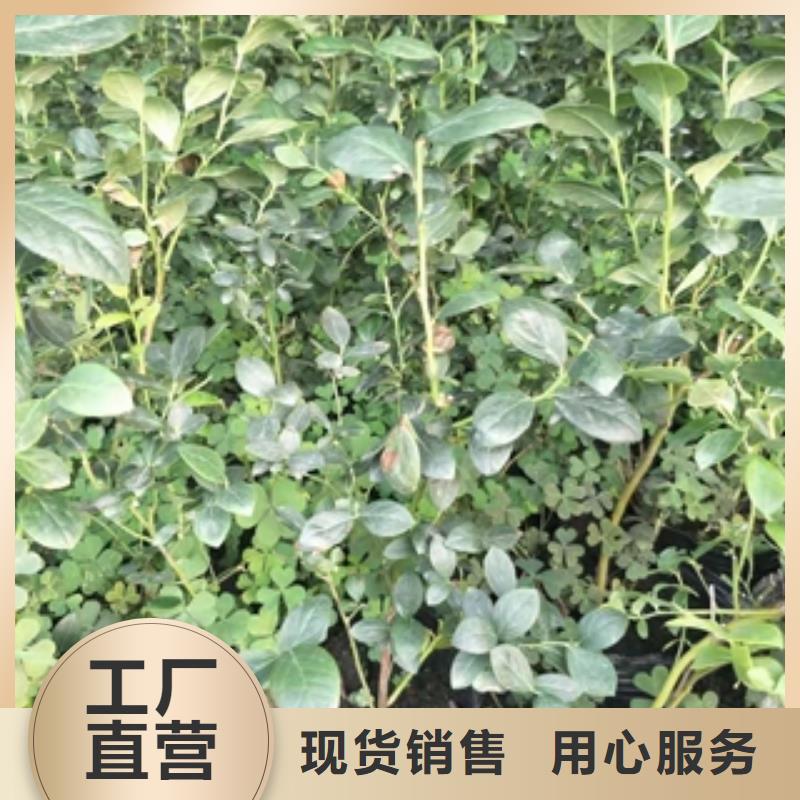 蓝莓苗源头厂家量大价优附近品牌