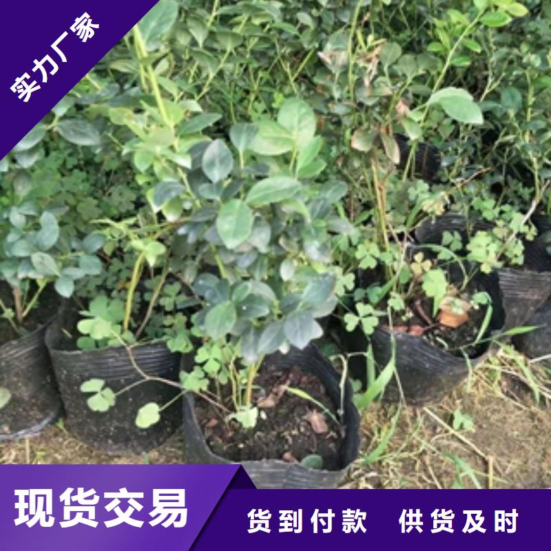 【蓝莓苗】核桃苗樱花苗长果桑树苗好货采购质量优价格低