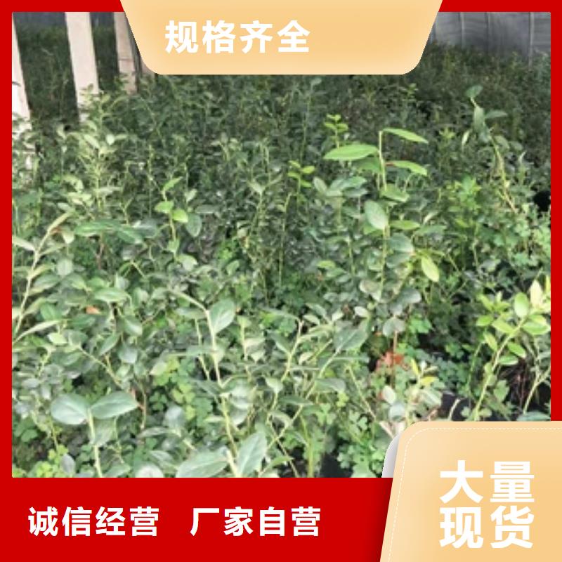 【蓝莓苗泰山景松造型景松优选好材铸造好品质】随心所欲定制