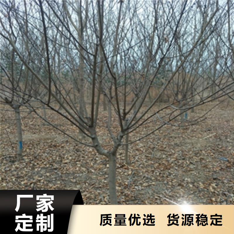 桃树树莓苗价格实惠当地货源