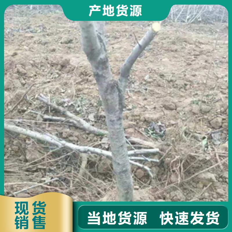 【桃树】-绿化树绿化工程讲信誉保质量今日新品