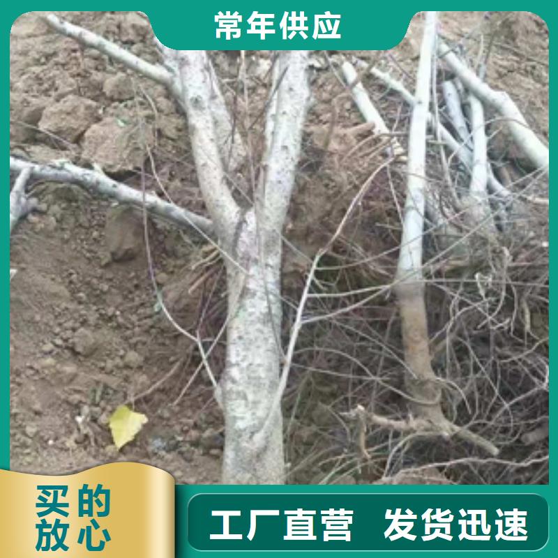 桃树_泰山景松造型景松多家仓库发货生产型
