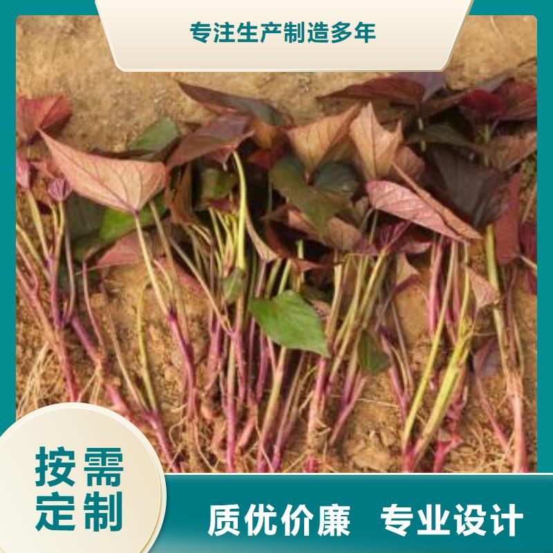 济黑2号紫薯苗基地直销适用范围广