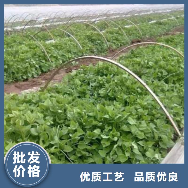 济黑2号紫薯苗多年种植经验本地制造商