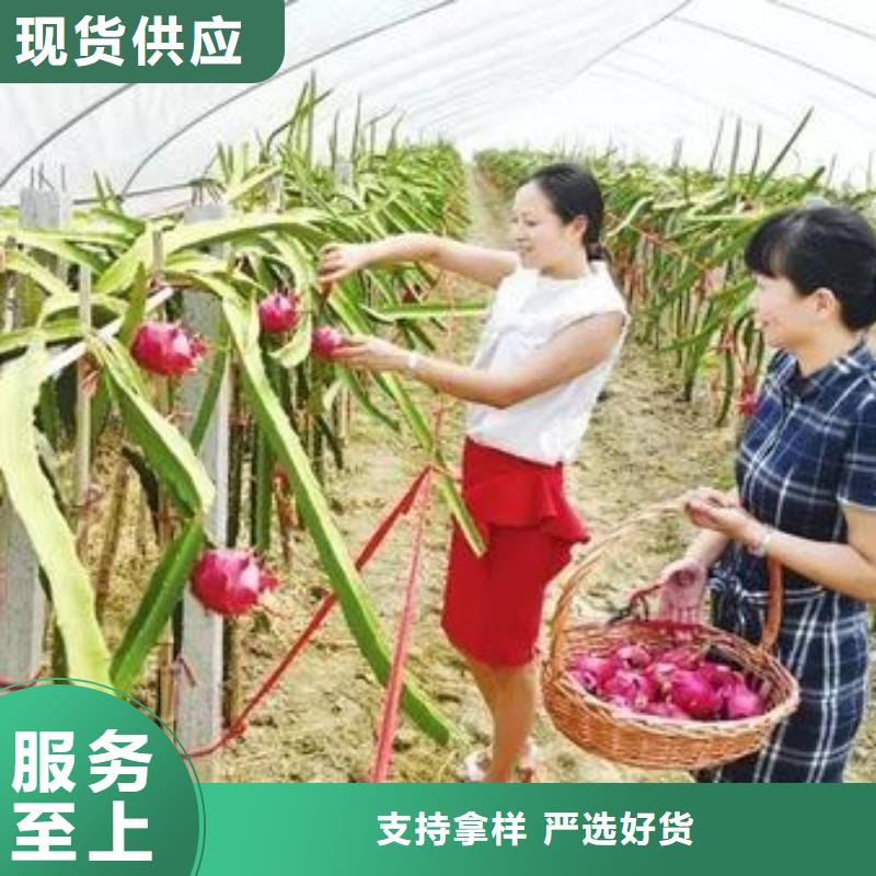 定尺蔬菜大棚管销售本地品牌