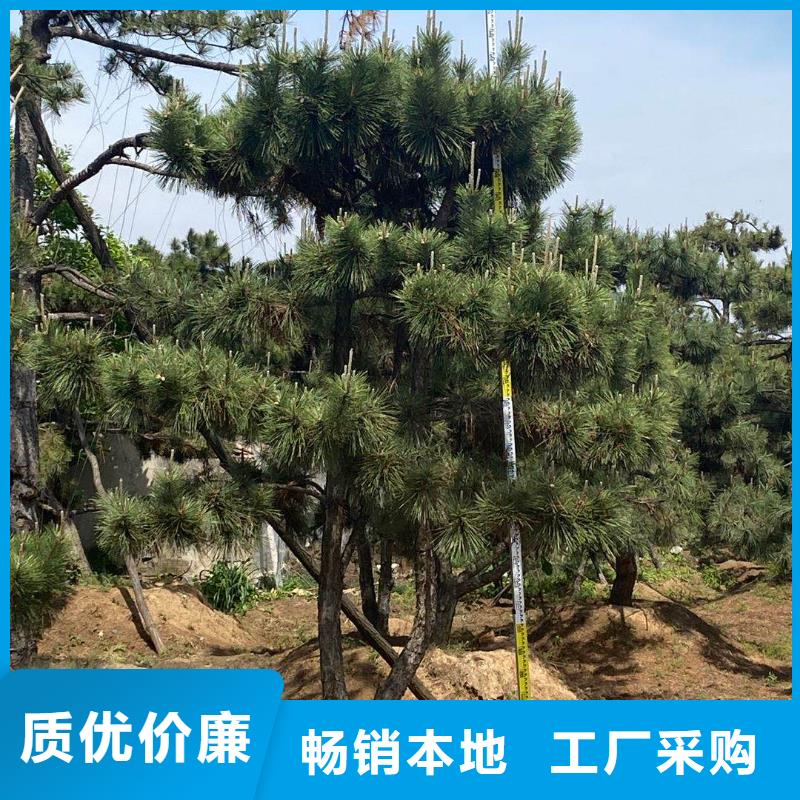 龙华造型松种植基地当地制造商