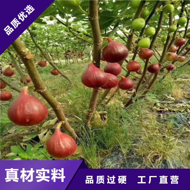 无花果蓝莓苗好产品价格低专注细节使用放心