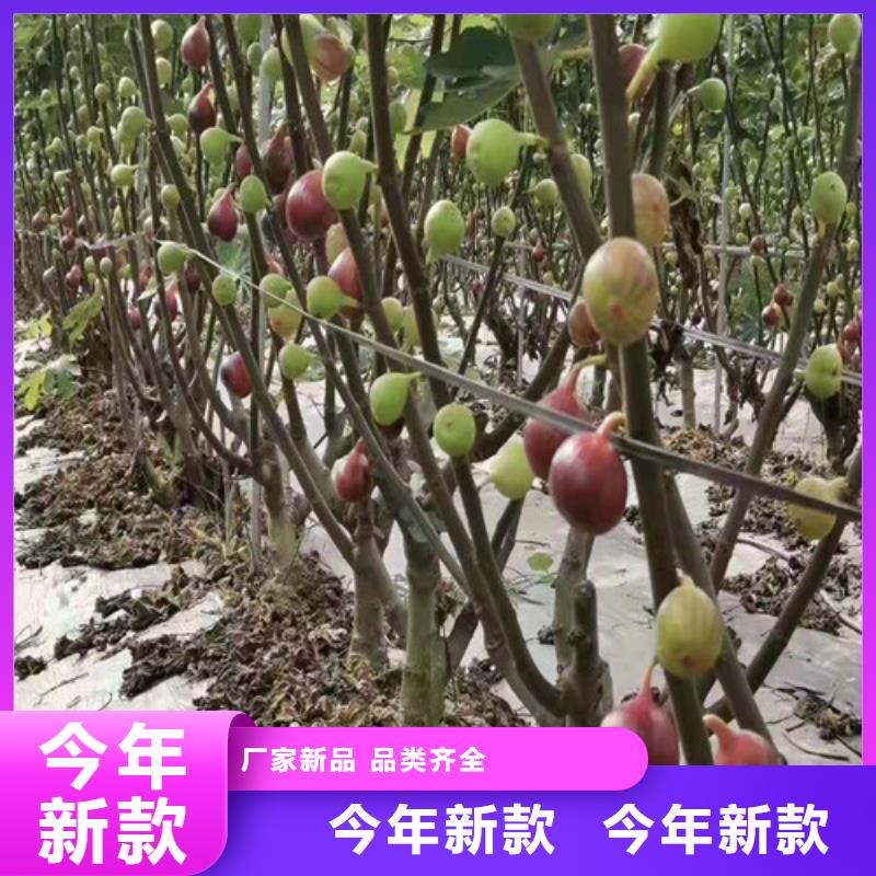 无花果,蓝莓苗实力见证拒绝中间商