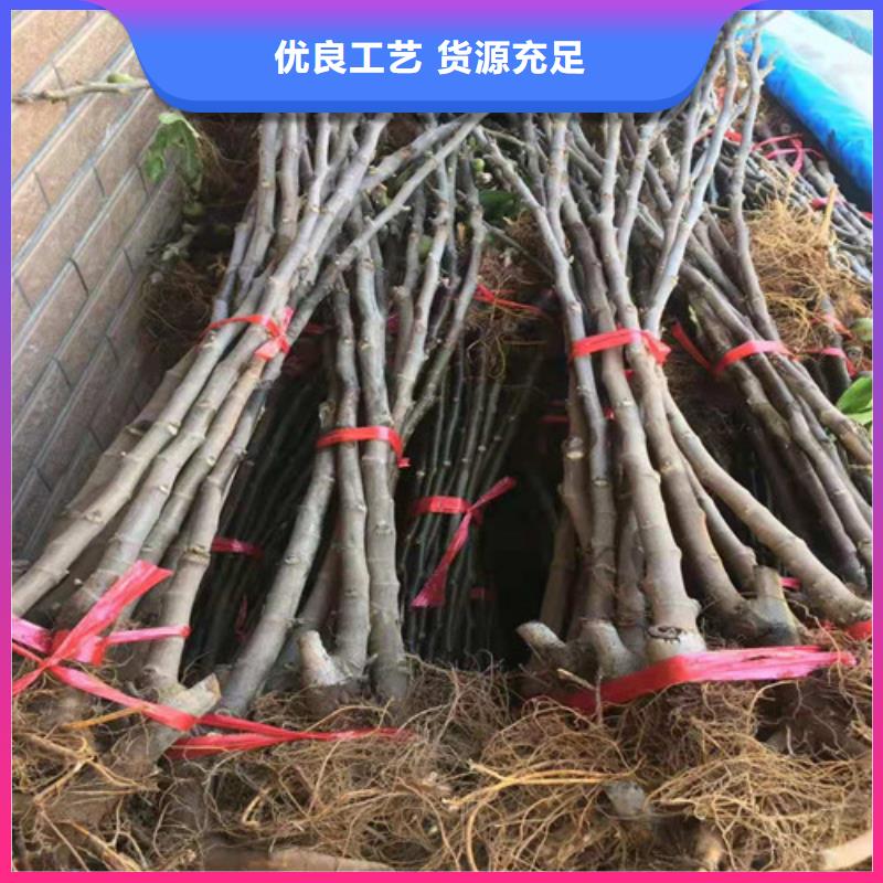 无花果_葡萄苗质检严格大量现货